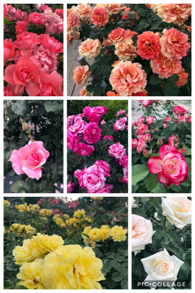 collage.jpg